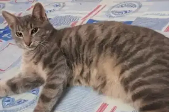 Пропала кошка на Железнодорожном переулке, 63