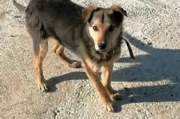 Найден щенок на ул. Ленина, Чита