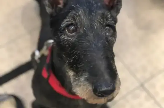 Собаки потеряшки, Санкт-Петербург, фото: Потеряшка собака Фира, ул. Савушкина, 14А, СПб.