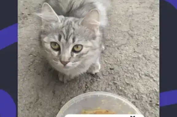 Потерянная кошка ищет маму на Текстильной улице, 43