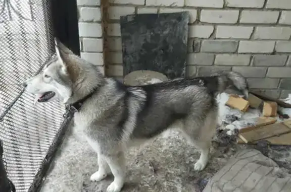 Найдена собака в Кемерово, ищем хозяев хаски или лайки