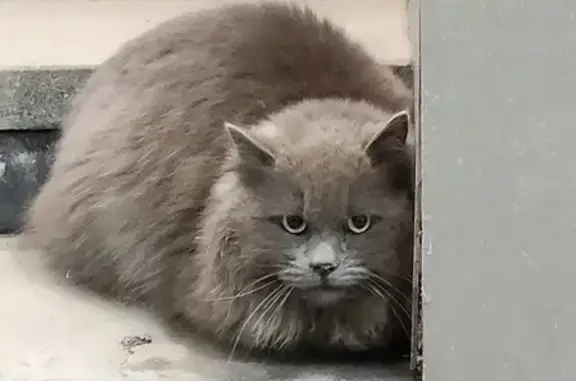 Найдена кошка, Ростов-на-Дону, фото: Найден кот на Ворошиловском мосту, Ростов-на-Дону