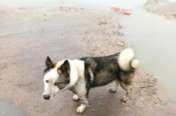 Собака найдена на ул. Ивана Земнухова, Калининград