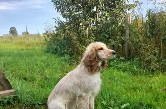 Собаки потеряшки, Санкт-Петербург, фото: Собака пропала на Парашютной, СПб, 4к2