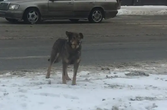 Найдена собака на Галактионовской, 37 в Самаре