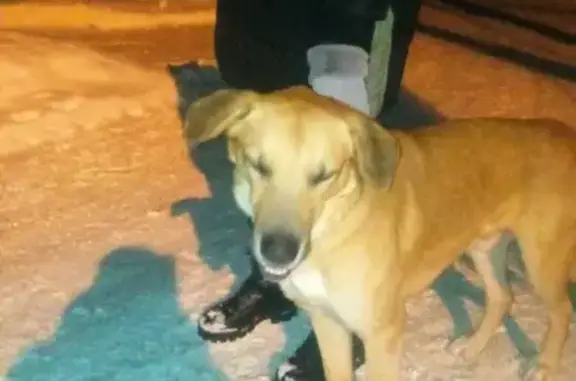 Найден красивый пёс в Твери, район Черкассы, ищет нового хозяина!