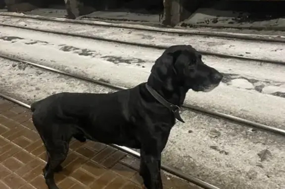 Найдена собака на станции Выхино, ищет хозяина