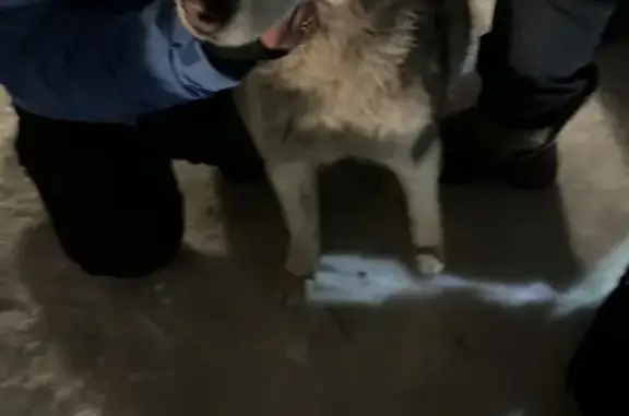 Найдена собака, Москва, фото: Найдена собака без ошейника возле Субботино