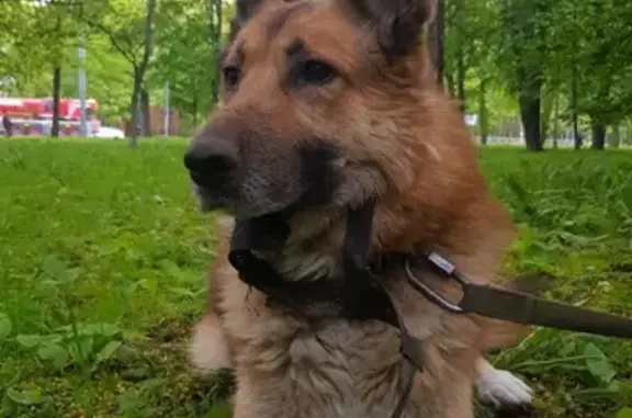 Собаки потеряшки, Санкт-Петербург, фото: Потеряшка кобель на 2-м Муринском проспекте, 34 к1, СПб