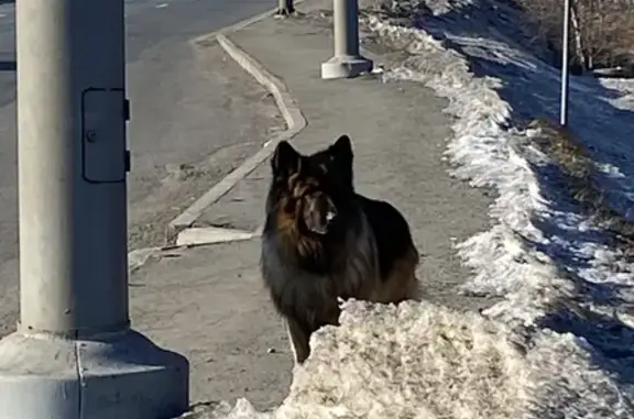 Найдена собака на ул. Шишкина, 17 (Владивосток)