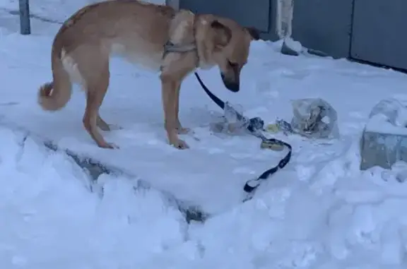 Собака найдена на улице Тверитина, 17 в Екатеринбурге.