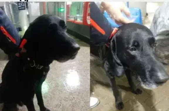 Собака найдена у метро Выхино, контакты в описании