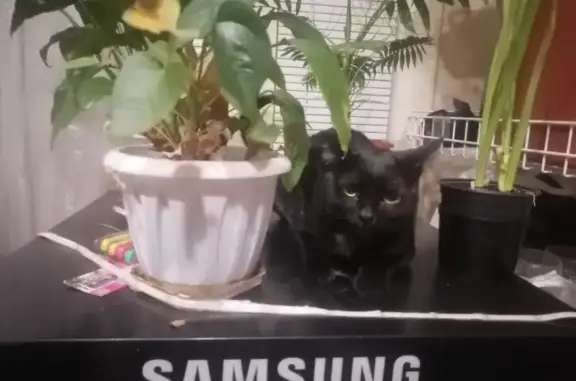 Кошки потеряшки, Набережные Челны, фото: Потеряшка кошка Чёрный кот в Набережных Челнах (28/17)