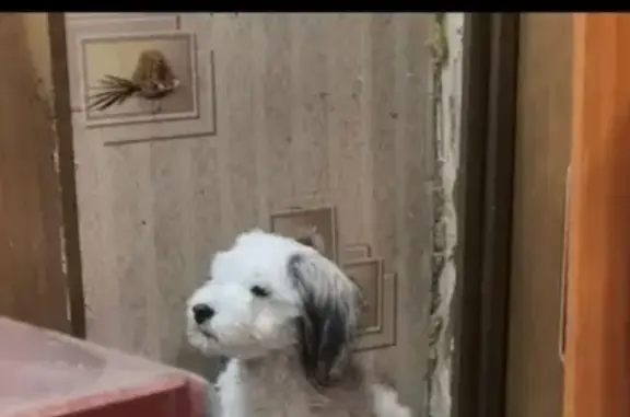 Пропала собака на Марьяновской, Омск