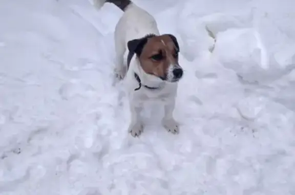 Собака Джек Рассел терьер найдена на улице Демократии, 46, Воронеж.