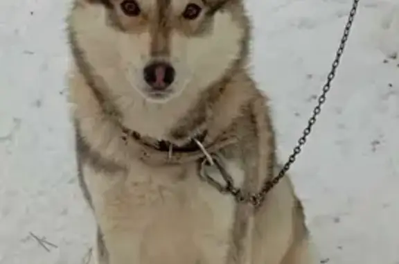 Пропала собака Вика в Бесовце, Карелия