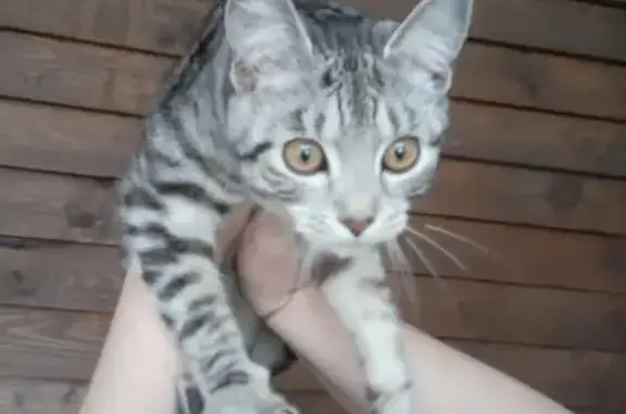 Найдена кошка на ул. Ленина 121 в Череповце