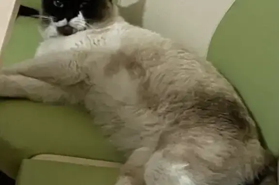 Кошки потеряшки, , фото: Потеряшка кошка на Барбарисовой улице.