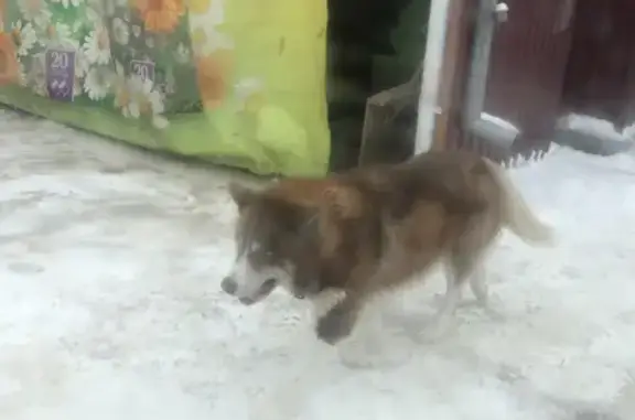 Потерянная породистая собака возле магазина в Румянцево, Истринский район