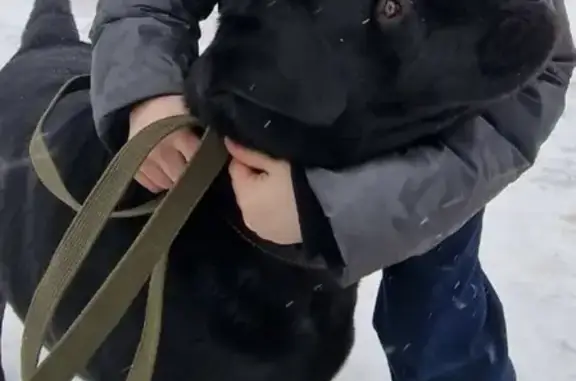 Найдена собака, Москва, фото: Собака найдена в Черноголовке, возраст около 2 лет