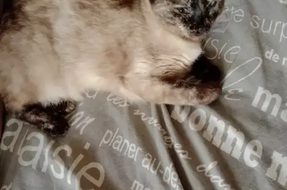 Сиамская кошка найдена на Профсоюзной, 7 в Ржеве
