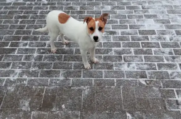 Найден мальчик-собака на Восточной улице, Одинцово