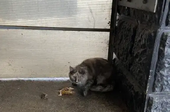 Найдена кошка на ул. Захарченко, 7 в Электростали