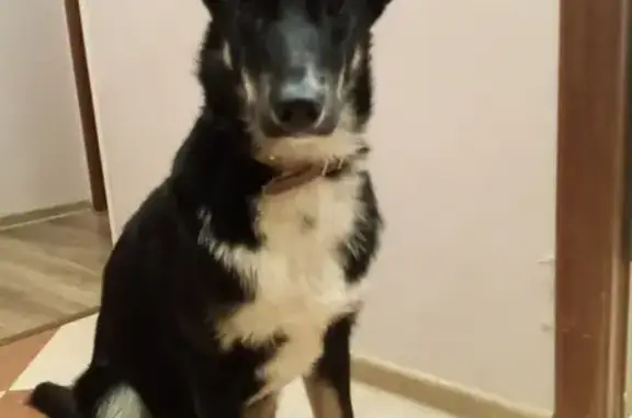 Пропала собака Холли в Московской области