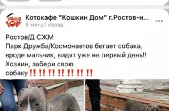 Найдена собака в СЖМ парке, Ростов-на-Дону