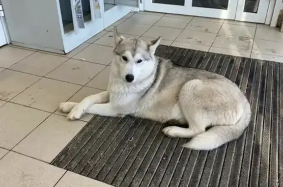 Найдена собака на Диспансерном переулке, 11 в Оренбурге