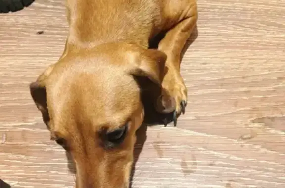 Собака Такса найдена на улице В. Товстухо, 2А в Омске.