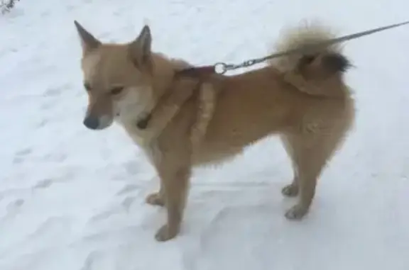 Найдена собака Карельская лайка на наб. Варкауса, Петрозаводск