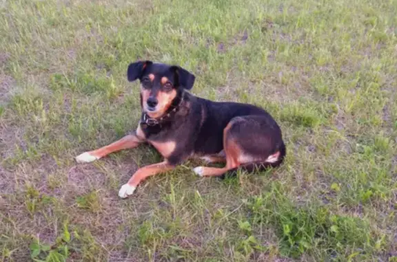 Пропала собака в Заозерном, Челябинская область