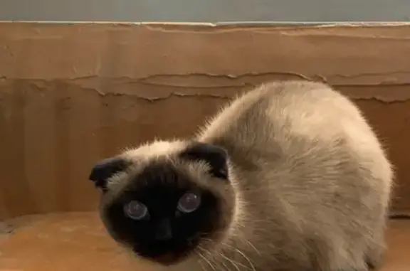 Найдена кошка на Луначарского 7 в Пензе