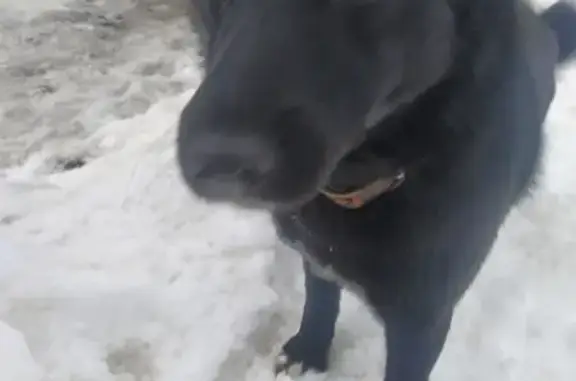 Собака на проспекте Гагарина, Нижний Новгород
