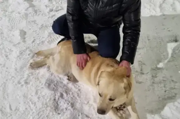 Собака Лабрадор найдена на Юбилейной площади, 3