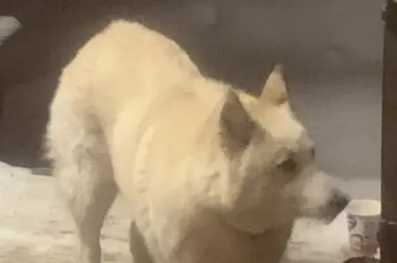Белая домашняя собака с ошейником в Первомайском поселении