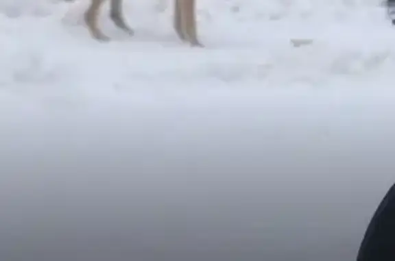 Собака найдена в Зимницы, Калужская область