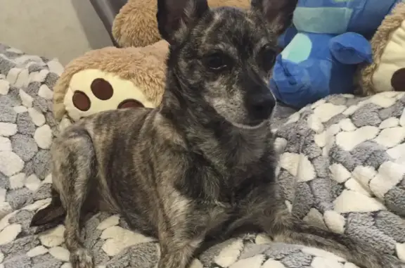 Собаки потеряшки, Калининград, фото: Потеряшка собака Моня на Вишнёвом переулке