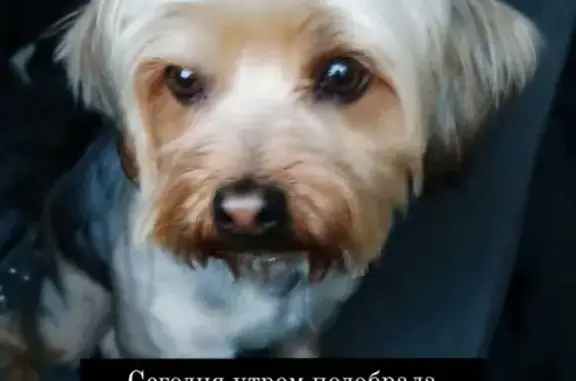 Собака на Балтийской, Томск