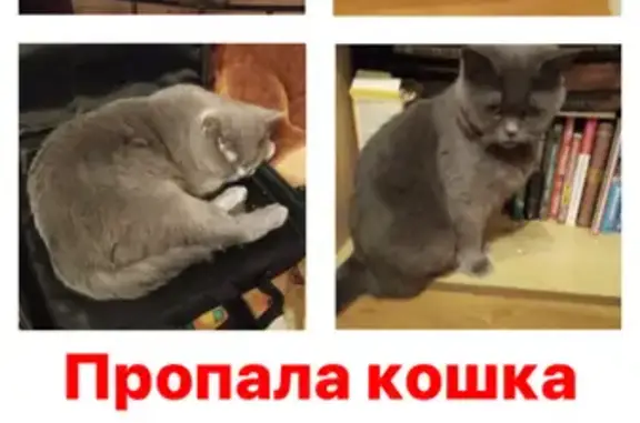 Пропала кошка Буся в Писаревке, вознаграждение - Томск