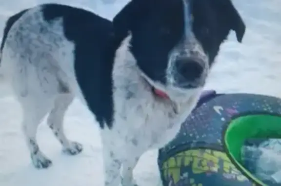 Найдена собака Пёс на ул. Чеглецова, 66 в Барнауле