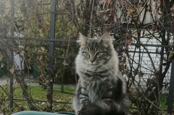 Кошки потеряшки, Свень, фото: Потеряшка кошка Матроскин на Молодежной улице