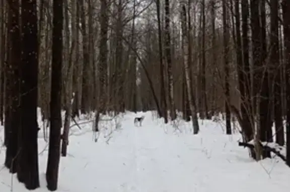 Потерянный пёс в Арбековском лесу, Пенза