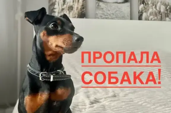 Пропала собака Юми в Зелёном посёлке, Краснозаводск, вознаграждение!