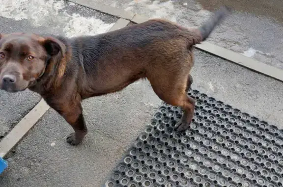 Потерян породистый пес возле дома 96е на пр. Победы, Пенза