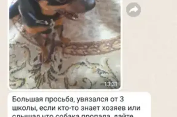 Собака с ошейником на Ростовской улице, Владикавказ