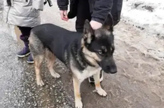 Найдена собака на Азовской улице, г. Саратов, с двумя ошейниками и разными глазами