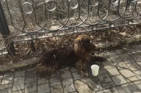 Собака найдена на ул. Мира, 1, Пятигорск.