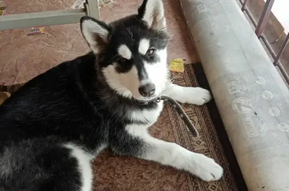 Собака хаски найдена на ул. Степана Разина, 19 в Томске.